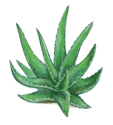 Aloe en Proctonic